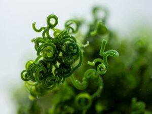 spirulina proszek zielony