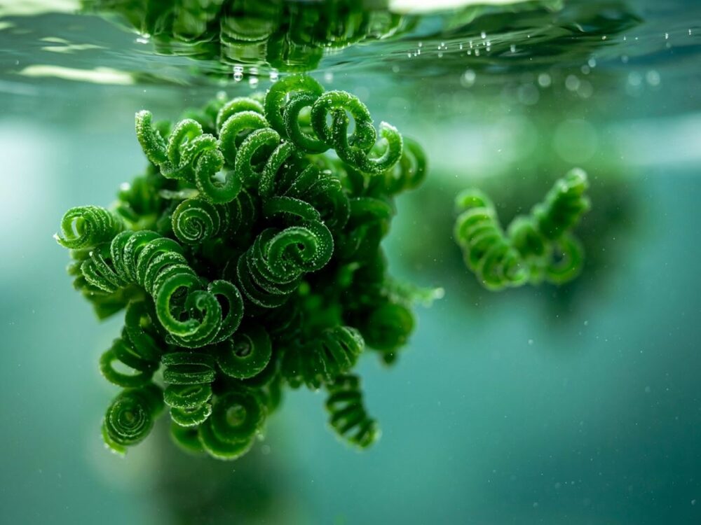 tabletki spiruliny