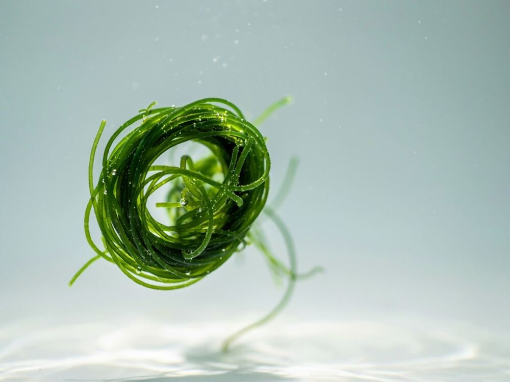 zielone algi spirulina